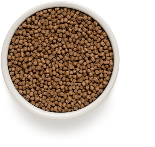 GRANDORF CAT Kitten Lamb Brown Rice