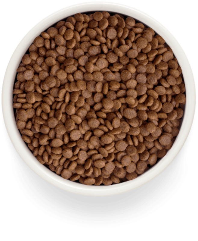 GRANDORF Cat Fresh Adult Salmon