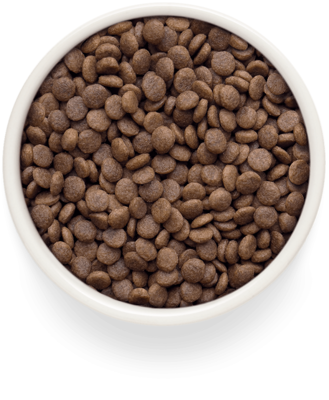 GRANDORF Cat Fresh Adult Large Lamb