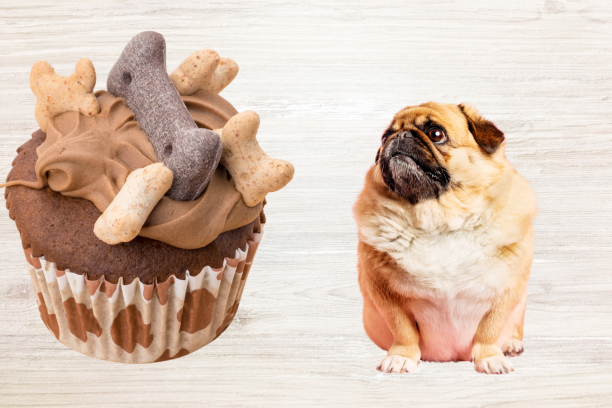 Najczęściej popełniane błędy w żywieniu psów