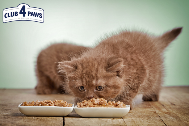 Zalety mokrej karmy dla kota