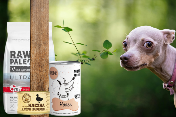 Czy pies powinien jeść cały czas tą samą karmę?