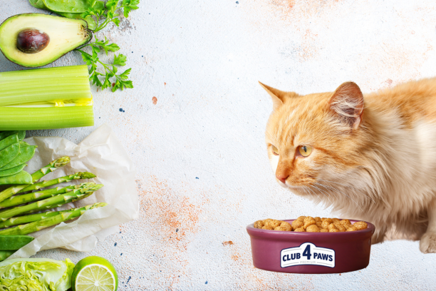 Rola witamin i minerałów w diecie kota