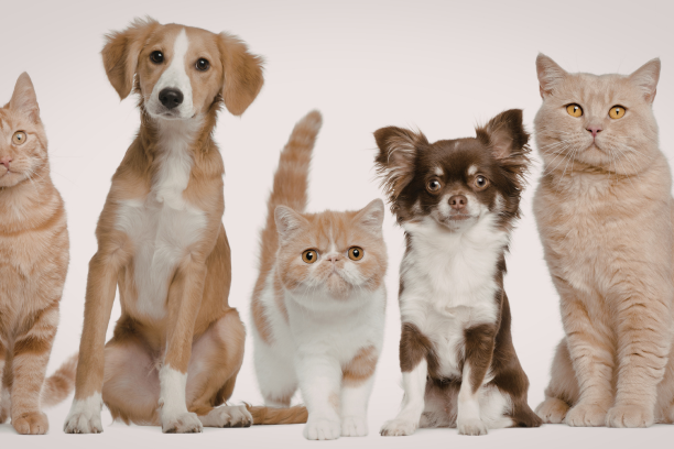 Czy koty mogą jeść karmę dla psów?